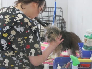 Dog being groomed