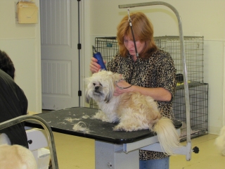 Dog being groomed